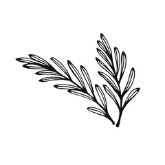 Hand drawn rosemary. Design elements isolated on white. Cooking icons. Vector illustration