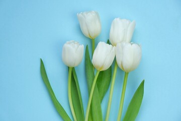 Obraz na płótnie Canvas White tulips on a light blue background. White spring flowers. Floral greeting card blank. Floral delicate spring background..copy space. International Women's Day, Mother's Day.