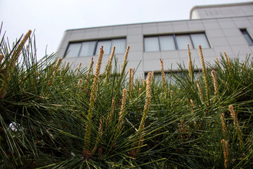 マツの枝先に伸びたシュートの頂部に雌花