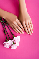 Obraz na płótnie Canvas top view of female hands with nails covered with shiny enamel near carnation flowers on pink background