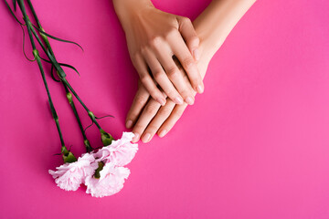 Obraz na płótnie Canvas top view of female hands with glossy pastel manicure near carnation flowers on pink background