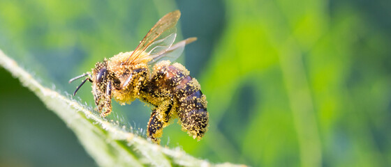 Makroaufnahme einer Biene  voller Pollenstaub auf einem grünen Blatt