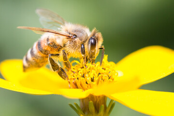 Makroaufnahme einer Biene  auf einer gelben Blüte mit Blütenstaub