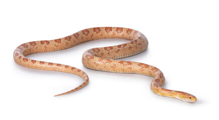 Adult Amel Cornsnake aka Elaphe guttataor Pantherophis guttatus snake. Full body shot on white background.