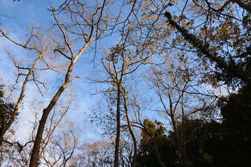 林の中の木と空