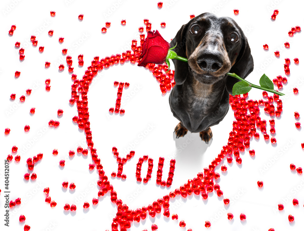 Wall mural dog valentines love heart