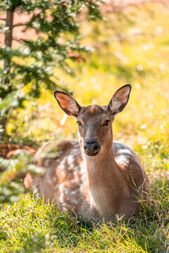 Sika mountain deer in the wild