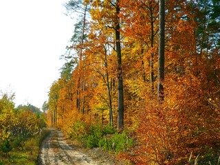 Fototapeta premium Zima Snieg Las jesień