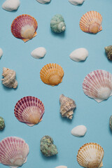 Pastel blue summer composition made of colorful sea shells. Minimal concept pattern.