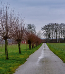 Obraz premium A line of traditionally pruned willow trees along a small farm road. Picture from Scania county, Sweden