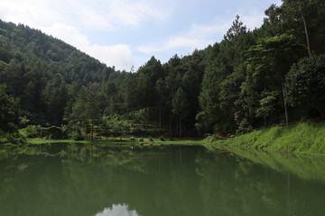 Obraz premium Lake in the forest