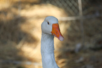 Close up head White goose in garden