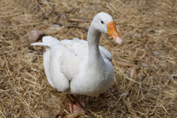 The white goose in summer at farm thailand