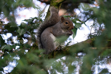 Grey Squirrel Close Up Eye Level View in Wood Land eating acorns hazelnut cob nuts winter 2020