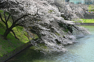 東京の皇居のお堀の桜の花の風景（2020年撮影）