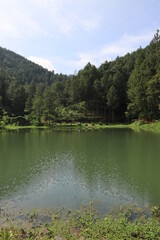 Obraz premium Lake in the forest