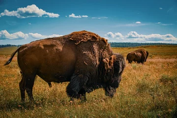 Poster de jardin Buffle buffalo in the field