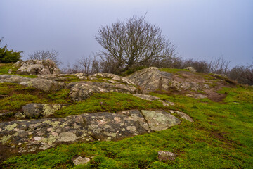A tree in a windy and misty landscape. Green grass and stones in the foreground. Picture from Kullen nature reserve, Scania county, Sweden