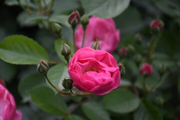 Pink roses 