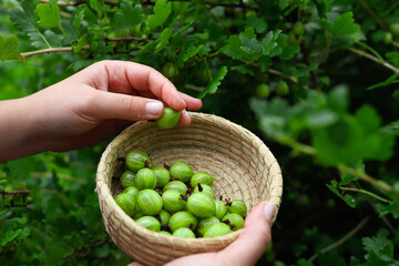 Woman hands holding berries.