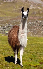 Acrylic prints Lama llama or lama on pastureland