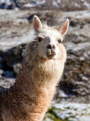 llama or lama, one animal head portrait