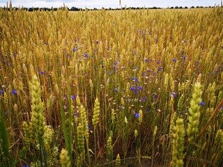 wheat field in the summer