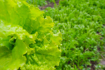 Fresh green lettuce leaves ready for harvest. This is lettuce garden with perfect motion and has a blur or bokeh effect in the background.