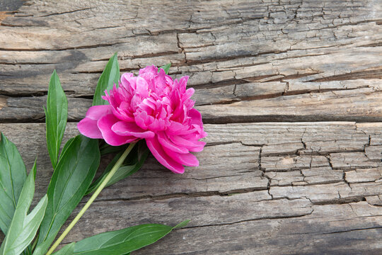 Flower peony on a beautiful old wooden board. High quality photo