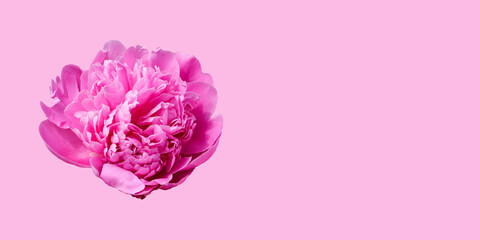 Pink peony isolated on a pink background. Rosy peony head flower. Floral pattern.