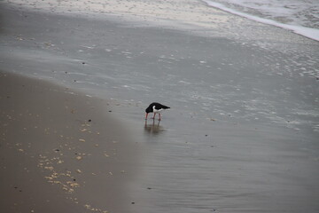 Oystercatchers on the southern harbor head of Scheveningen near The Hague, The Netherlands