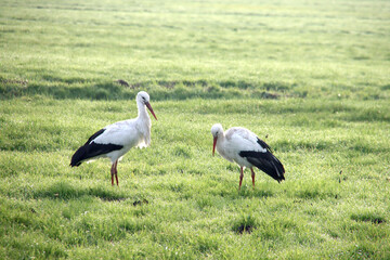 Obraz na płótnie Canvas Pair of storks searching for food in the meadows