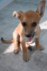 Puppy