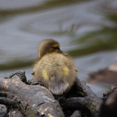 Fototapeta premium Duckling