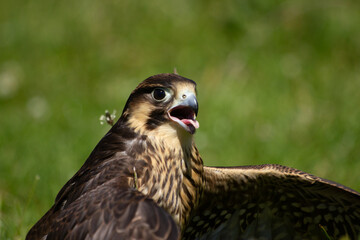 Peregrine cross Lanner