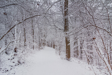 Bright winter landscape with snow covered trees