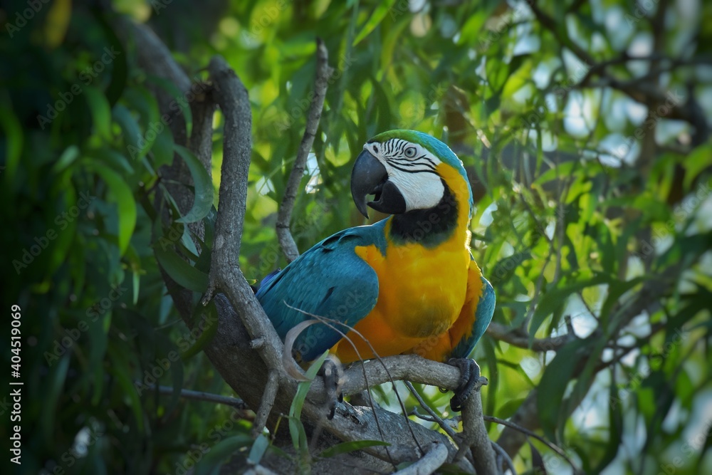 Wall mural macaws are a large family of hookbills. it is very popular to party because it has beautiful colors 