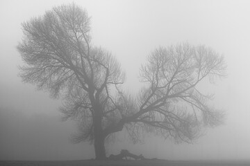 A tree in a foggy field.