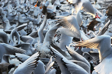 Black-Headed Gull