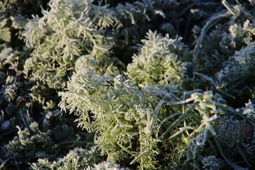Fototapeta na wymiar Green garden plants have turned white due to frost