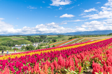 澄み渡る夏の青空と鮮やかな花畑の風景  北海道美瑛町