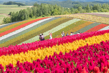 美瑛町の壮大な花畑  北海道美瑛町の観光イメージ