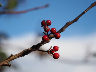 Fototapeta na wymiar 枯れ木に生る赤い木の実