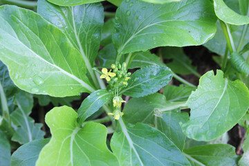 Guangdong green leaves, linden flowers, edible plants