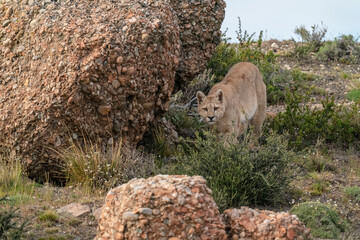 Cougar, or mountain lion.