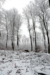 Schnee im Wald in Deutschland