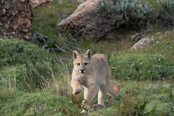 Naklejka na ściany i meble Cougar in the wilderness. 