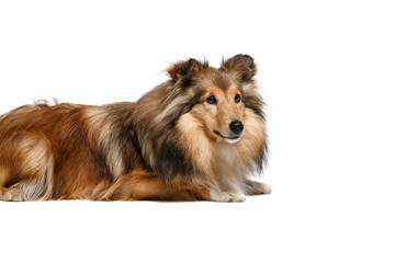 Shetland Sheepdog dog isolated on white background