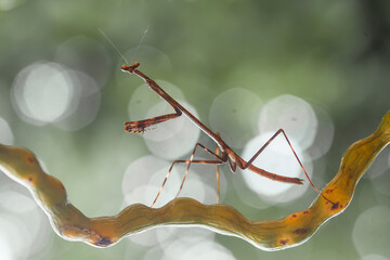 close up wood mantis in nature