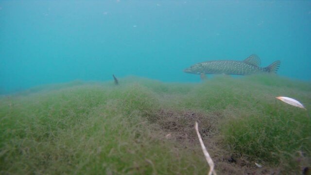 Underwater footage while diving in freshwater lake water. The common barbel, Barbus Barbus fish in natural habitat swimming over aquatic weed plants of the bottom.